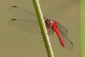 Rhodopygia hinei (Brilliant Redskimmer) male.jpg